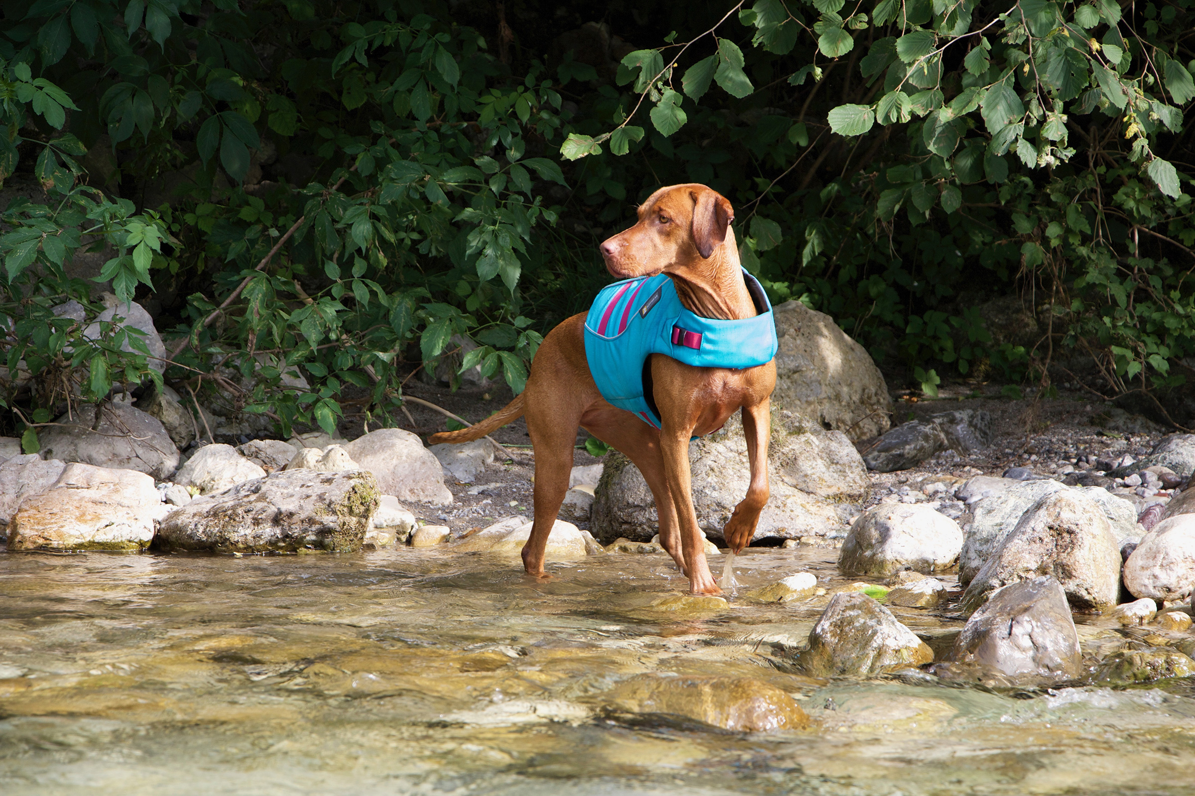 Water safety with your pup